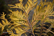 Thuja occidentalis 'Gold Drop' Dwarf Arborvitae - Mr Maple │ Buy Japanese Maple Trees