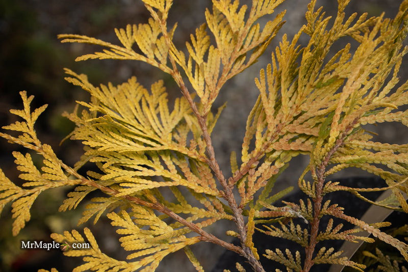 Thuja occidentalis 'Gold Drop' Dwarf Arborvitae - Mr Maple │ Buy Japanese Maple Trees