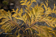 Thuja occidentalis 'Gold Drop' Dwarf Arborvitae - Mr Maple │ Buy Japanese Maple Trees
