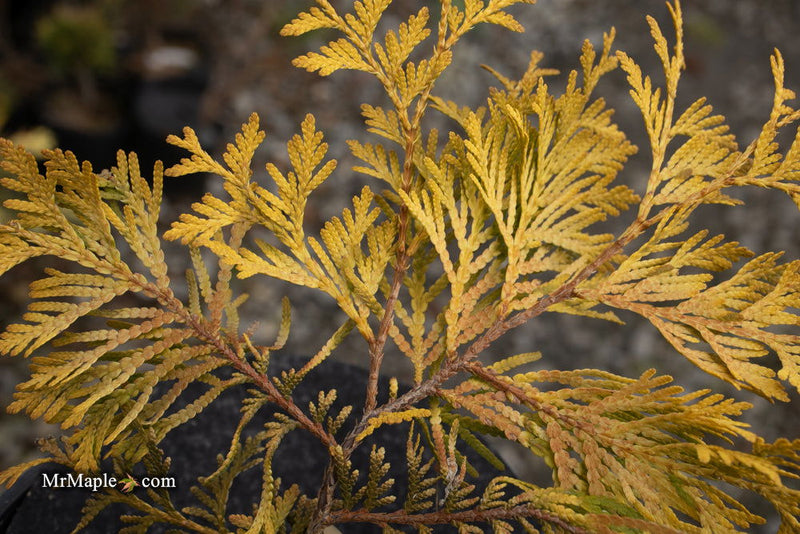 Thuja occidentalis 'Gold Drop' Dwarf Arborvitae - Mr Maple │ Buy Japanese Maple Trees