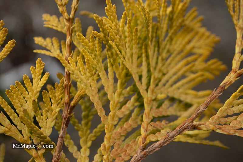 Thuja occidentalis 'Gold Drop' Dwarf Arborvitae - Mr Maple │ Buy Japanese Maple Trees
