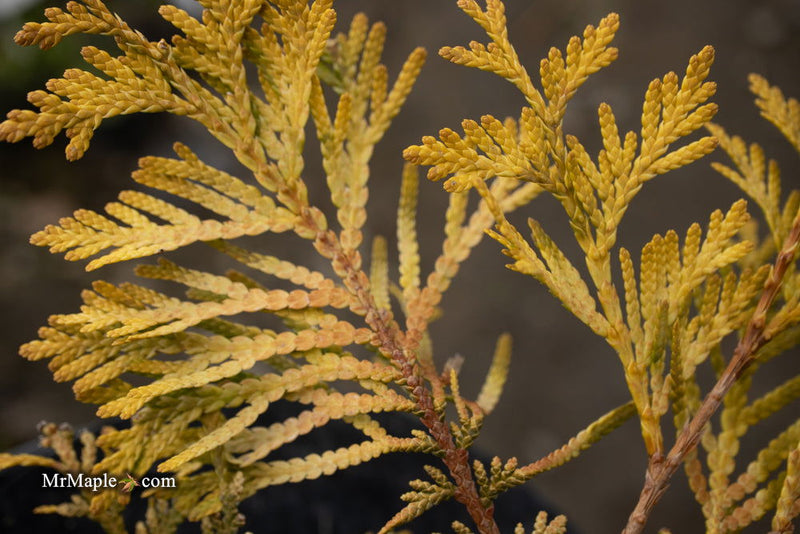 Thuja occidentalis 'Gold Drop' Dwarf Arborvitae - Mr Maple │ Buy Japanese Maple Trees