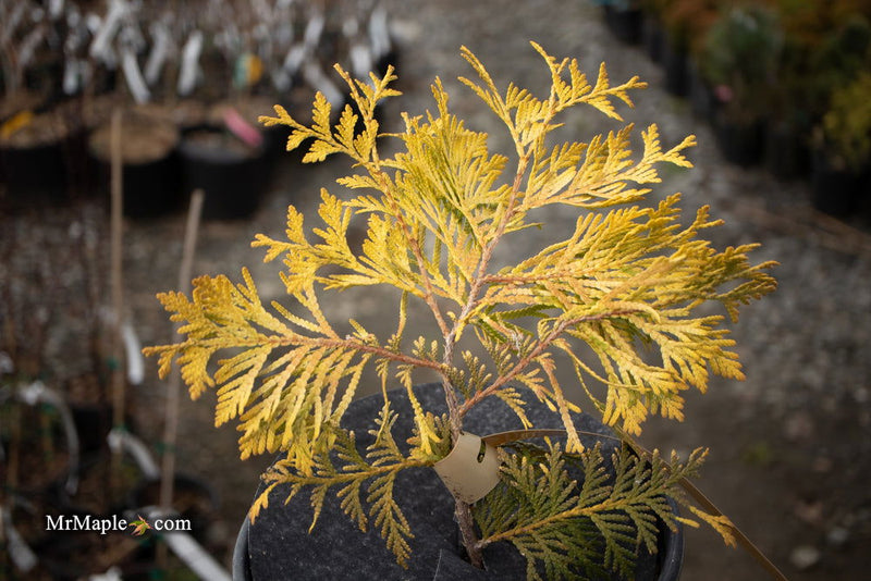 Thuja occidentalis 'Gold Drop' Dwarf Arborvitae - Mr Maple │ Buy Japanese Maple Trees