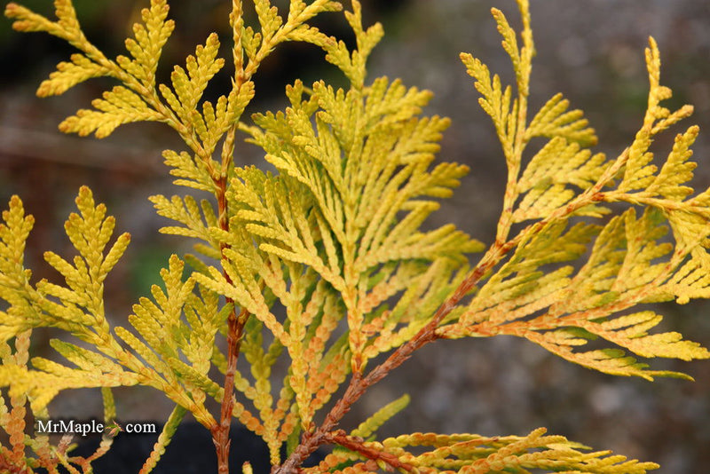 Thuja occidentalis 'Gold Drop' Dwarf Arborvitae - Mr Maple │ Buy Japanese Maple Trees