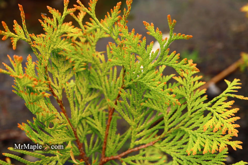 Thuja occidentalis 'Gold Drop' Dwarf Arborvitae - Mr Maple │ Buy Japanese Maple Trees