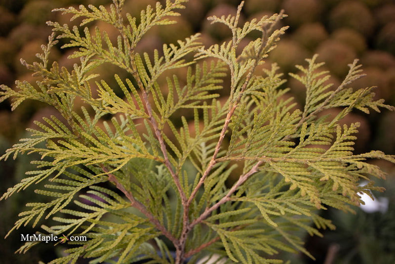 Thuja occidentalis 'Golden Globe' Dwarf Arborvitae - Mr Maple │ Buy Japanese Maple Trees