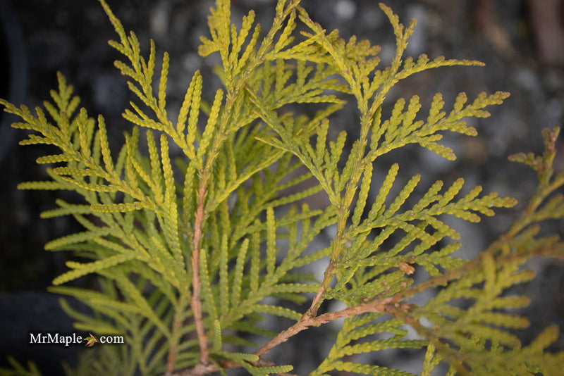Thuja occidentalis 'Golden Globe' Dwarf Arborvitae - Mr Maple │ Buy Japanese Maple Trees