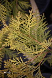 Thuja occidentalis 'Golden Globe' Dwarf Arborvitae - Mr Maple │ Buy Japanese Maple Trees