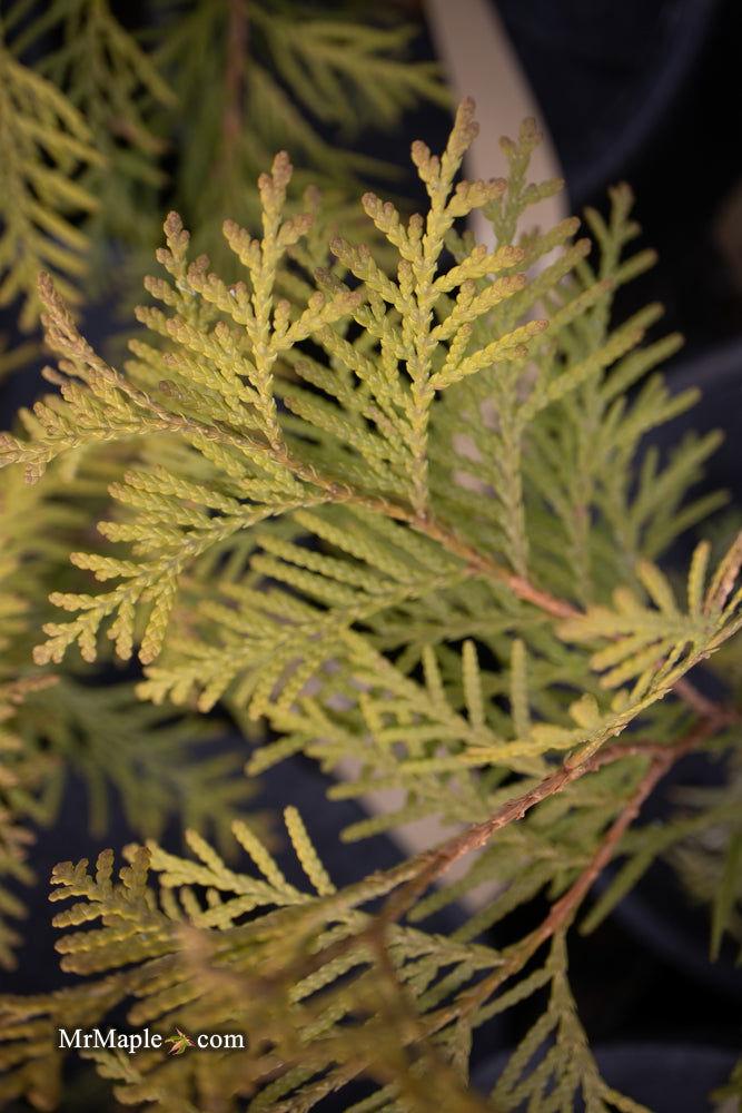 Thuja occidentalis 'Golden Globe' Dwarf Arborvitae - Mr Maple │ Buy Japanese Maple Trees