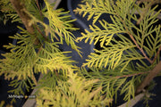 Thuja occidentalis 'Golden Globe' Dwarf Arborvitae - Mr Maple │ Buy Japanese Maple Trees