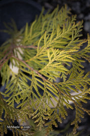 Thuja occidentalis 'Golden Globe' Dwarf Arborvitae - Mr Maple │ Buy Japanese Maple Trees