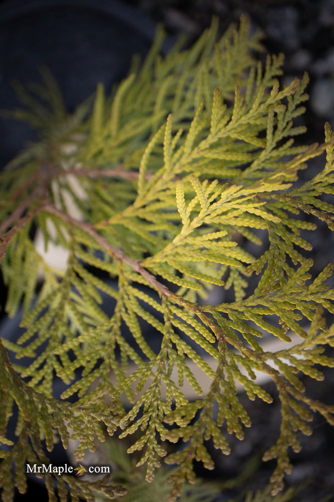 Thuja occidentalis 'Golden Globe' Dwarf Arborvitae - Mr Maple │ Buy Japanese Maple Trees