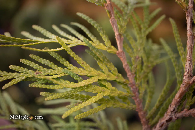 Thuja occidentalis 'Golden Globe' Dwarf Arborvitae - Mr Maple │ Buy Japanese Maple Trees