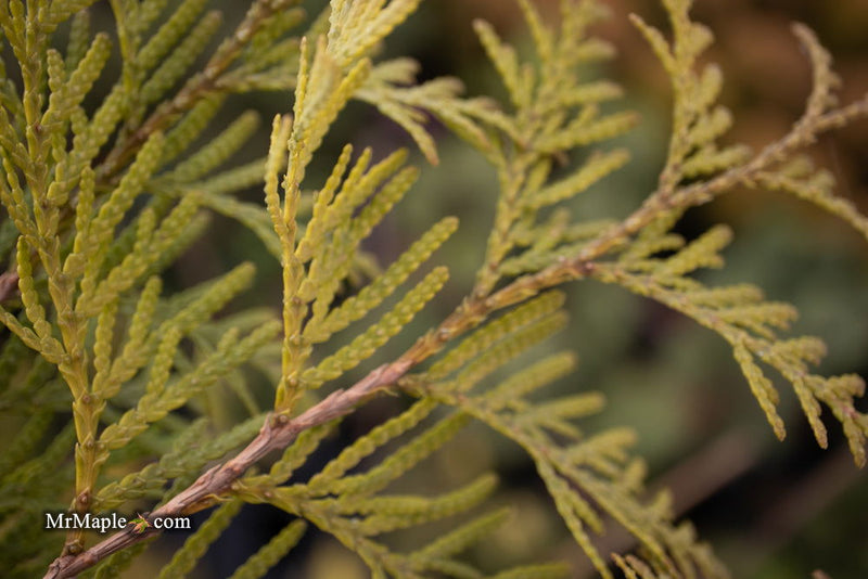 Thuja occidentalis 'Golden Globe' Dwarf Arborvitae - Mr Maple │ Buy Japanese Maple Trees