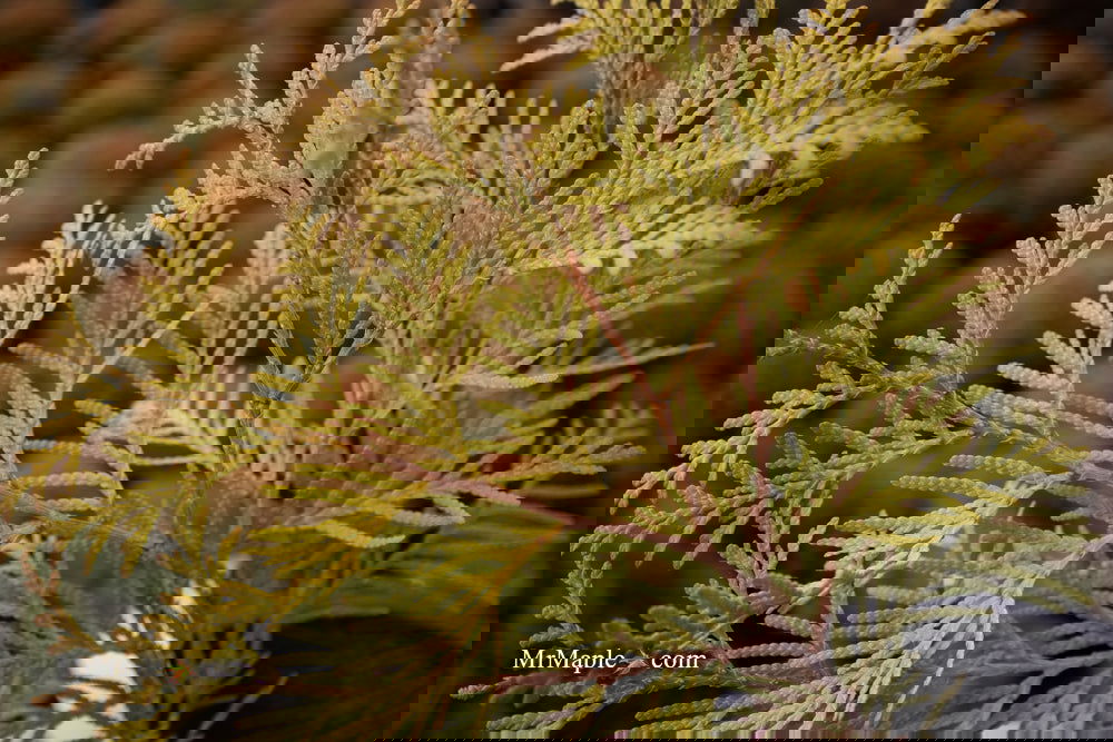 サボテン Hybrid globe Thuja occidentalis 'Golden Globe' Dwarf Arborvitae — Mr Maple