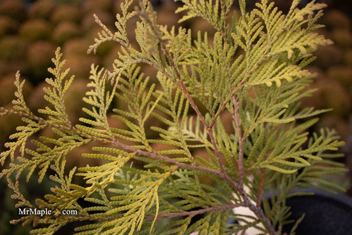 Thuja occidentalis 'Golden Globe' Dwarf Arborvitae - Mr Maple │ Buy Japanese Maple Trees