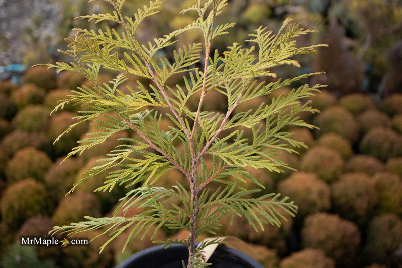 Thuja occidentalis 'Golden Globe' Dwarf Arborvitae - Mr Maple │ Buy Japanese Maple Trees