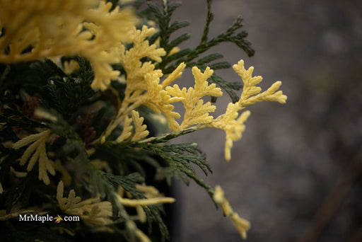 Thuja occidentalis 'Konfetti' Dwarf Arborvitae - Mr Maple │ Buy Japanese Maple Trees