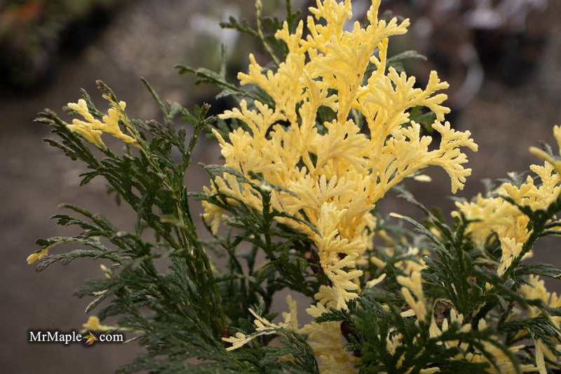 Thuja occidentalis 'Konfetti' Dwarf Arborvitae - Mr Maple │ Buy Japanese Maple Trees
