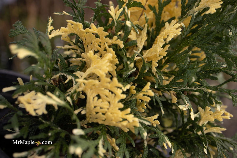 Thuja occidentalis 'Konfetti' Dwarf Arborvitae - Mr Maple │ Buy Japanese Maple Trees
