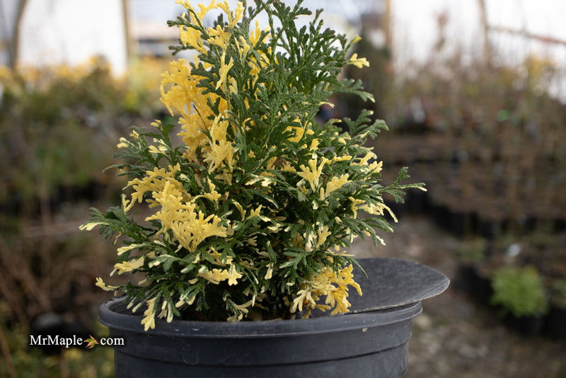 Thuja occidentalis 'Konfetti' Dwarf Arborvitae - Mr Maple │ Buy Japanese Maple Trees