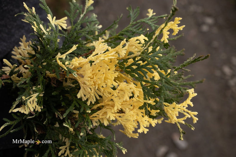 Thuja occidentalis 'Konfetti' Dwarf Arborvitae - Mr Maple │ Buy Japanese Maple Trees