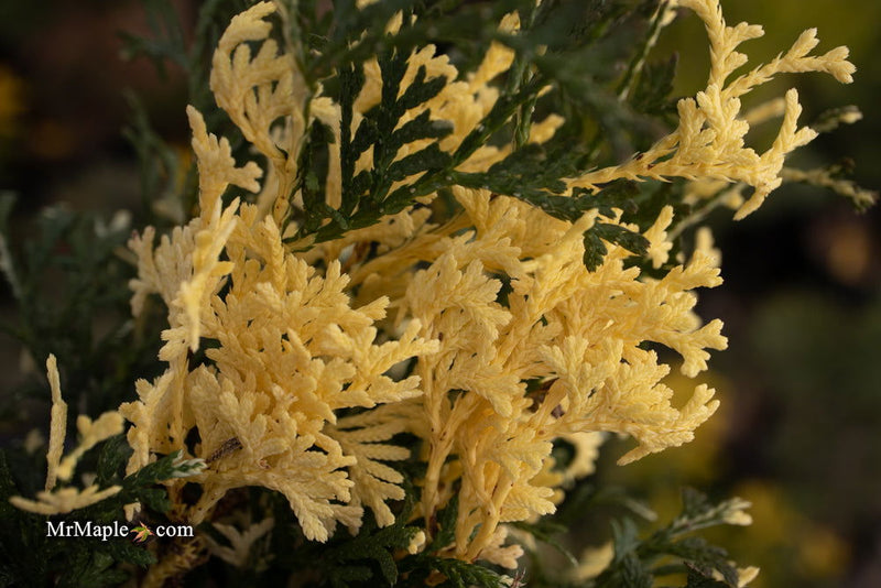 Thuja occidentalis 'Konfetti' Dwarf Arborvitae - Mr Maple │ Buy Japanese Maple Trees