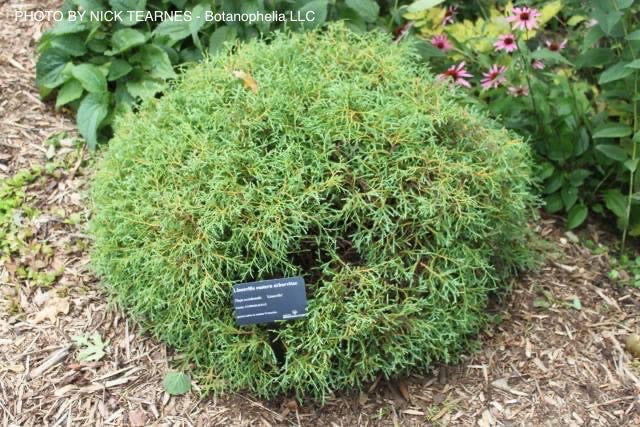 Thuja occidentalis 'Linesville' Mr Bowling Ball® Arborvitae - Mr Maple │ Buy Japanese Maple Trees