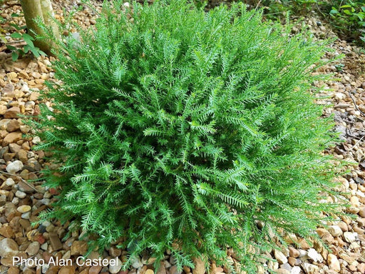 Thuja occidentalis 'Linesville' Mr Bowling Ball® Arborvitae - Mr Maple │ Buy Japanese Maple Trees