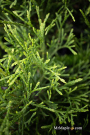 Thuja occidentalis 'Little Filly' Threadleaf Arborvitae - Mr Maple │ Buy Japanese Maple Trees
