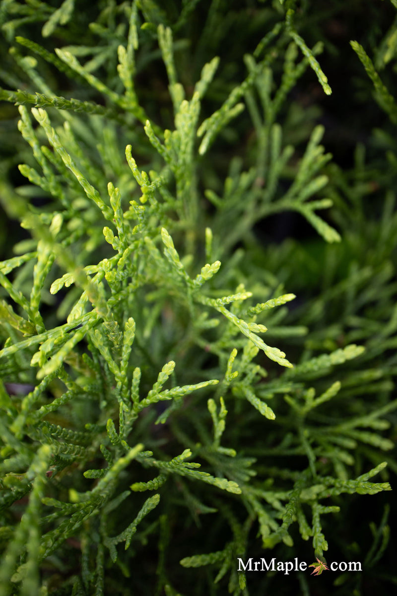 Thuja occidentalis 'Little Filly' Threadleaf Arborvitae - Mr Maple │ Buy Japanese Maple Trees