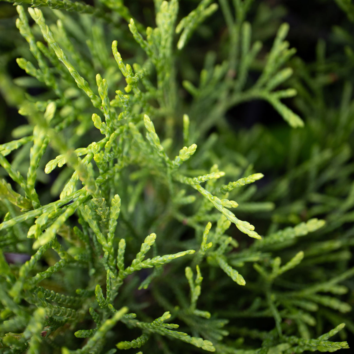 Buy Thuja occidentalis 'Little Filly' Threadleaf Arborvitae — Mr