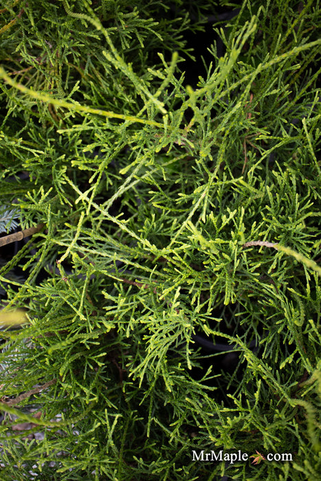 Threadleaf Cedar Buy Thuja occidentalis 'Little Filly' Threadleaf Arborvitae — Mr Maple ...