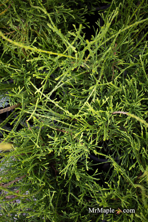 Thuja occidentalis 'Little Filly' Threadleaf Arborvitae - Mr Maple │ Buy Japanese Maple Trees