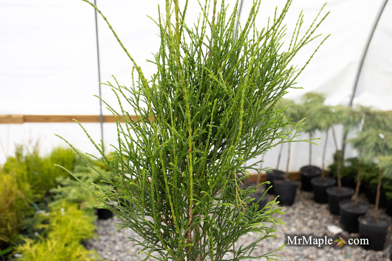 Thuja occidentalis 'Little Filly' Threadleaf Arborvitae - Mr Maple │ Buy Japanese Maple Trees
