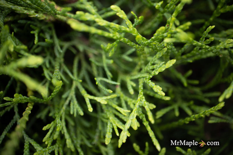 Thuja occidentalis 'Little Filly' Threadleaf Arborvitae - Mr Maple │ Buy Japanese Maple Trees