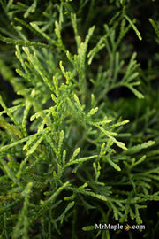 Thuja occidentalis 'Little Filly' Threadleaf Arborvitae - Mr Maple │ Buy Japanese Maple Trees