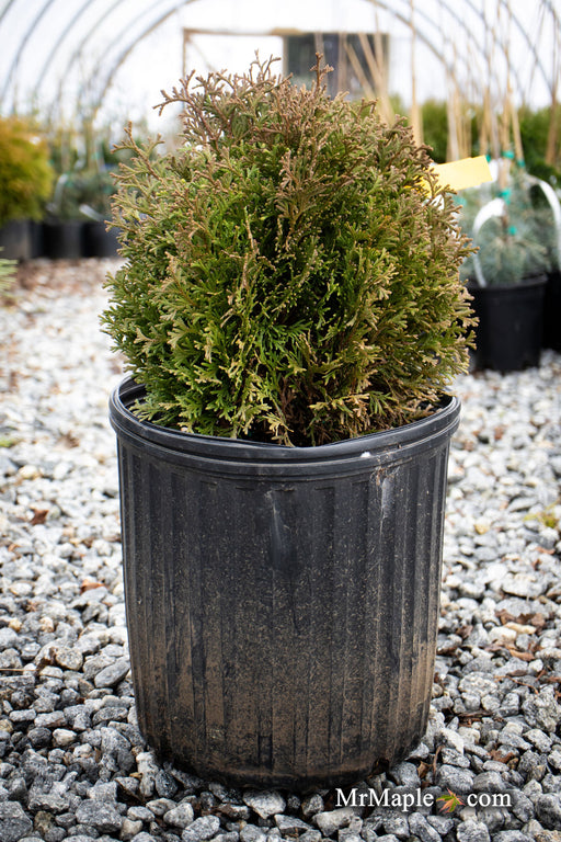 Thuja occidentalis 'Little Gem' Dwarf Arborvitae - Mr Maple │ Buy Japanese Maple Trees