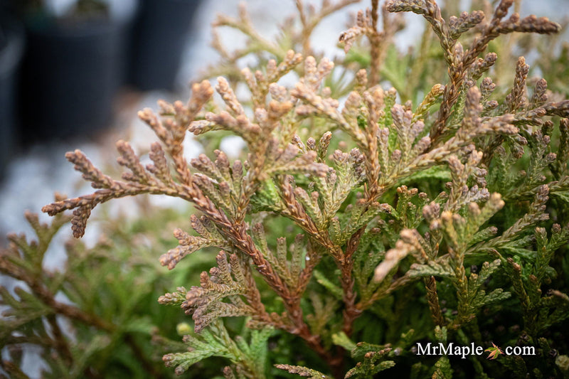 Thuja occidentalis 'Little Gem' Dwarf Arborvitae - Mr Maple │ Buy Japanese Maple Trees