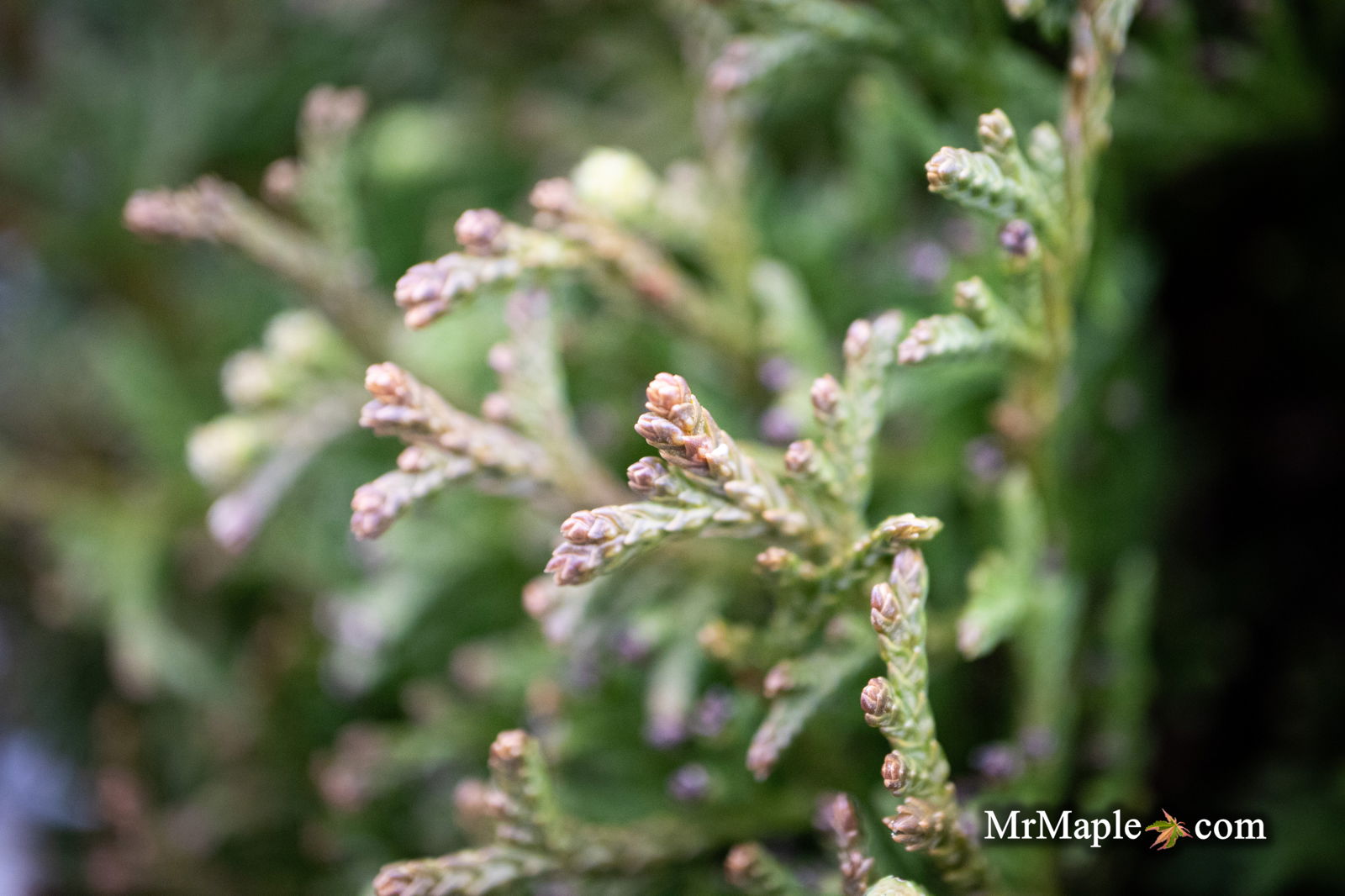 Thuja occidentalis 'Little Gem' Dwarf Arborvitae — Mr Maple │ Buy