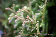 Thuja occidentalis 'Little Gem' Dwarf Arborvitae - Mr Maple │ Buy Japanese Maple Trees