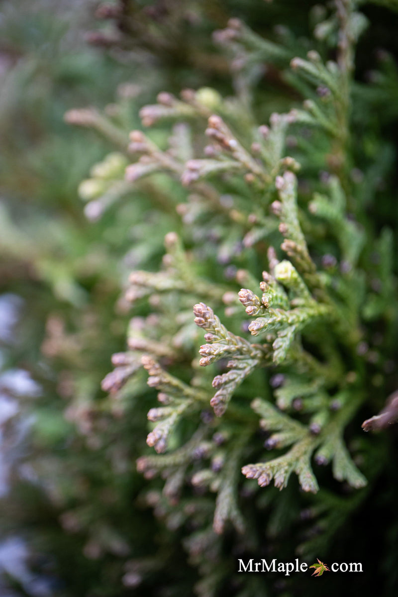 Thuja occidentalis 'Little Gem' Dwarf Arborvitae - Mr Maple │ Buy Japanese Maple Trees