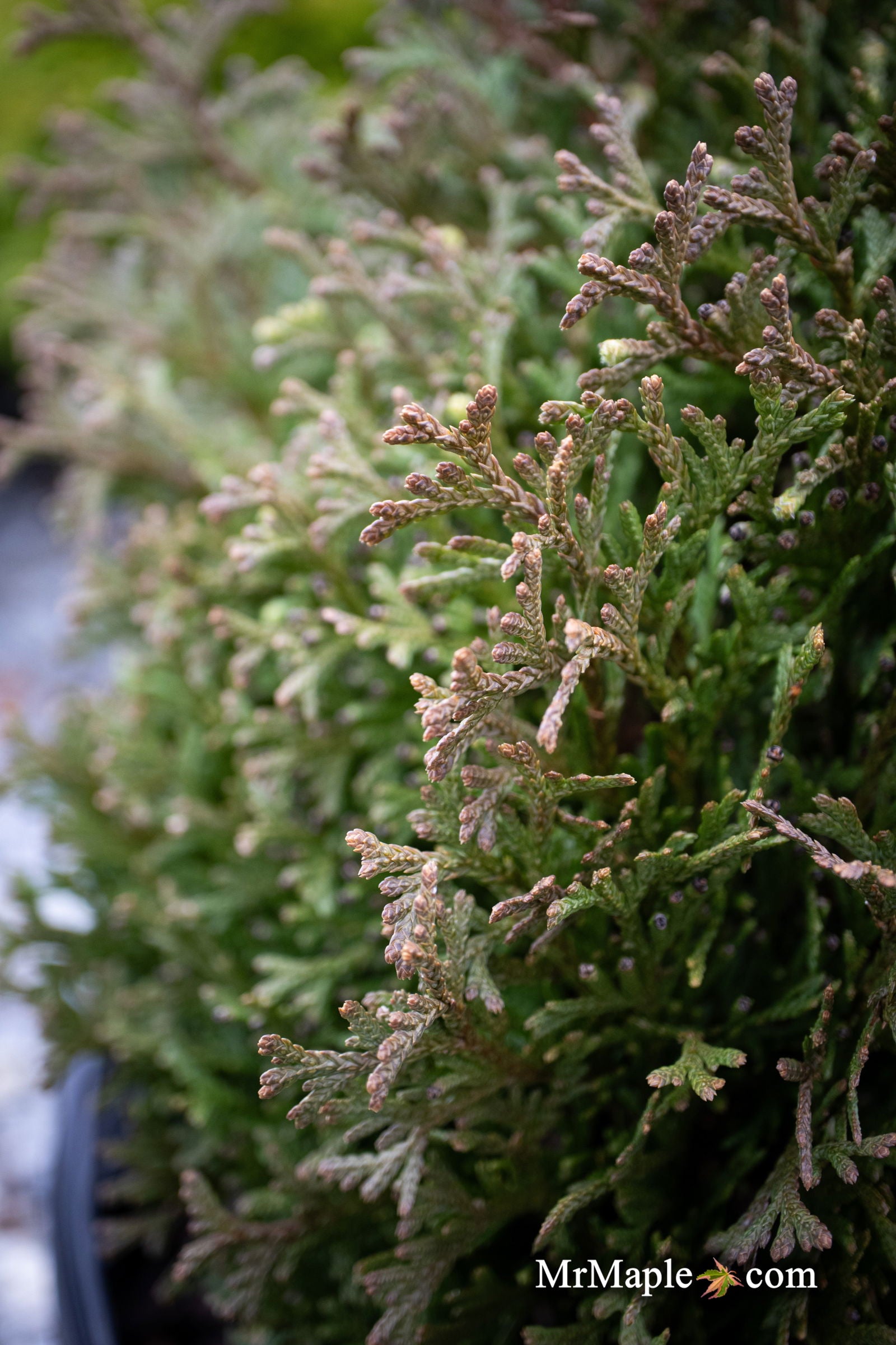 Little Gem 常緑樹 約54cm C Thuja occidentalis 'Little Gem' Dwarf Arborvitae — Mr Maple │ Buy