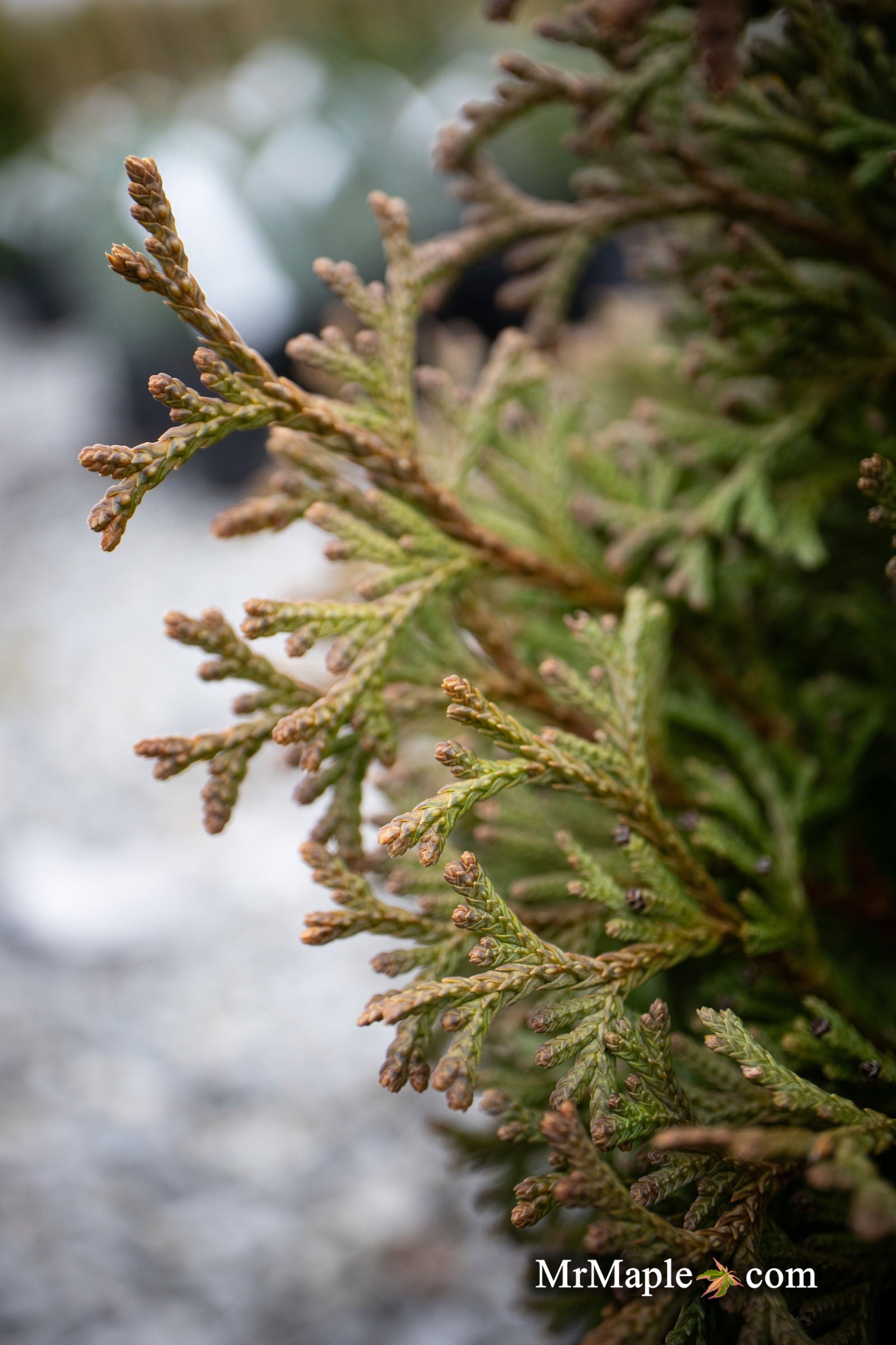 Thuja occidentalis 'Little Gem' Dwarf Arborvitae — Mr Maple │ Buy