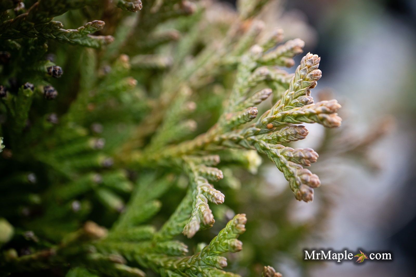 Thuja occidentalis 'Little Gem' Dwarf Arborvitae — Mr Maple │ Buy
