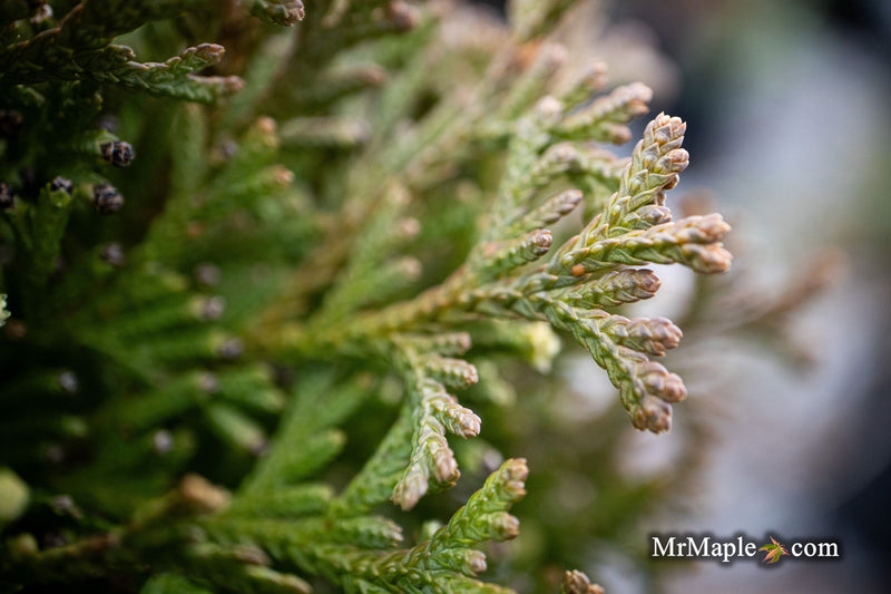 Thuja occidentalis 'Little Gem' Dwarf Arborvitae - Mr Maple │ Buy Japanese Maple Trees