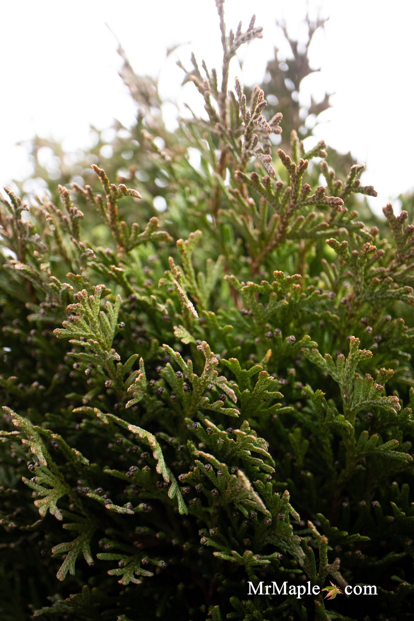 落葉樹 3T Thuja occidentalis 'Little Gem' Dwarf Arborvitae — Mr Maple │ Buy