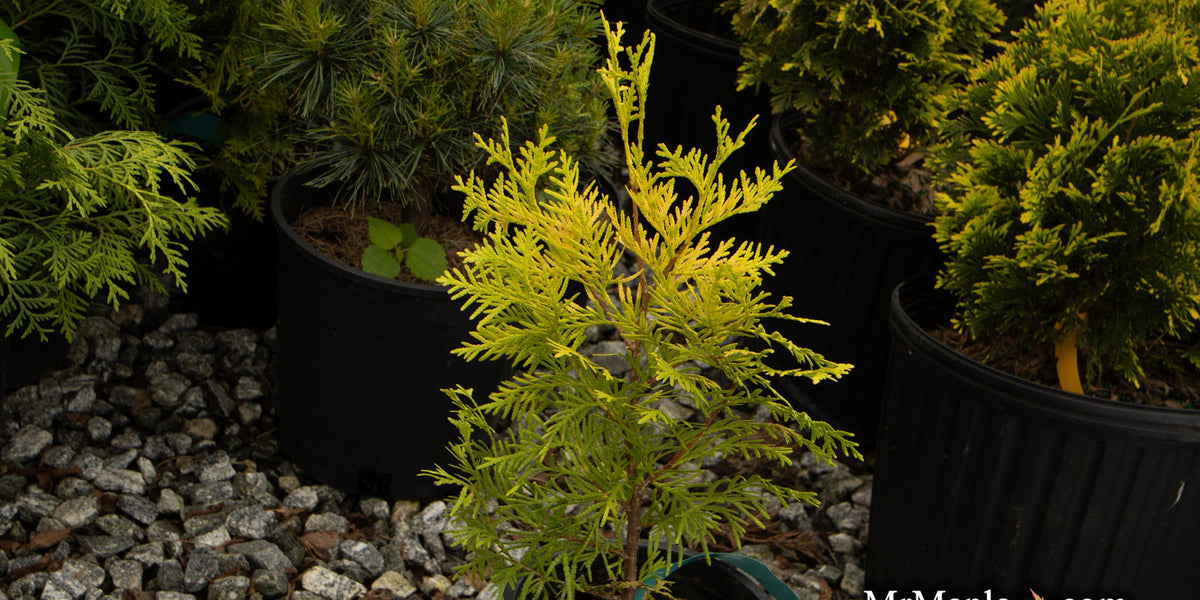 Buy Thuja occidentalis 'Malonyana Aurea' Miniature Arborvitae — Mr Maple │  Buy Japanese Maple Trees