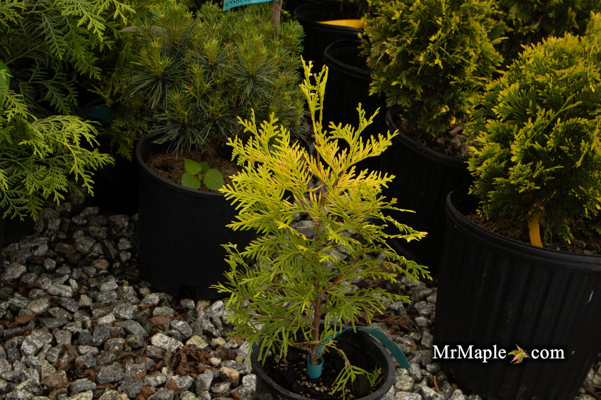 Buy Thuja occidentalis 'Malonyana Aurea' Miniature Arborvitae — Mr