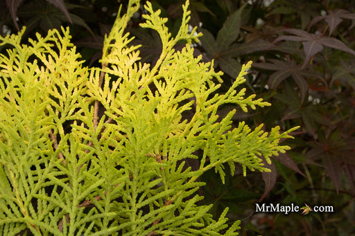 Thuja occidentalis 'Malonyana Aurea' Arborvitae - Mr Maple │ Buy Japanese Maple Trees